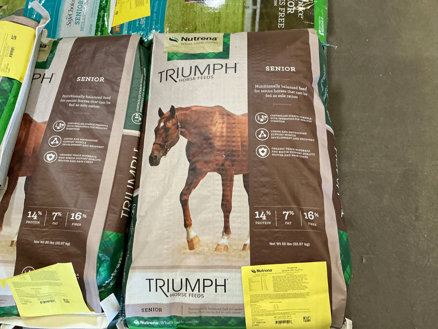 Triumph Senior Dry