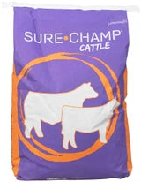Sure champ cattle
