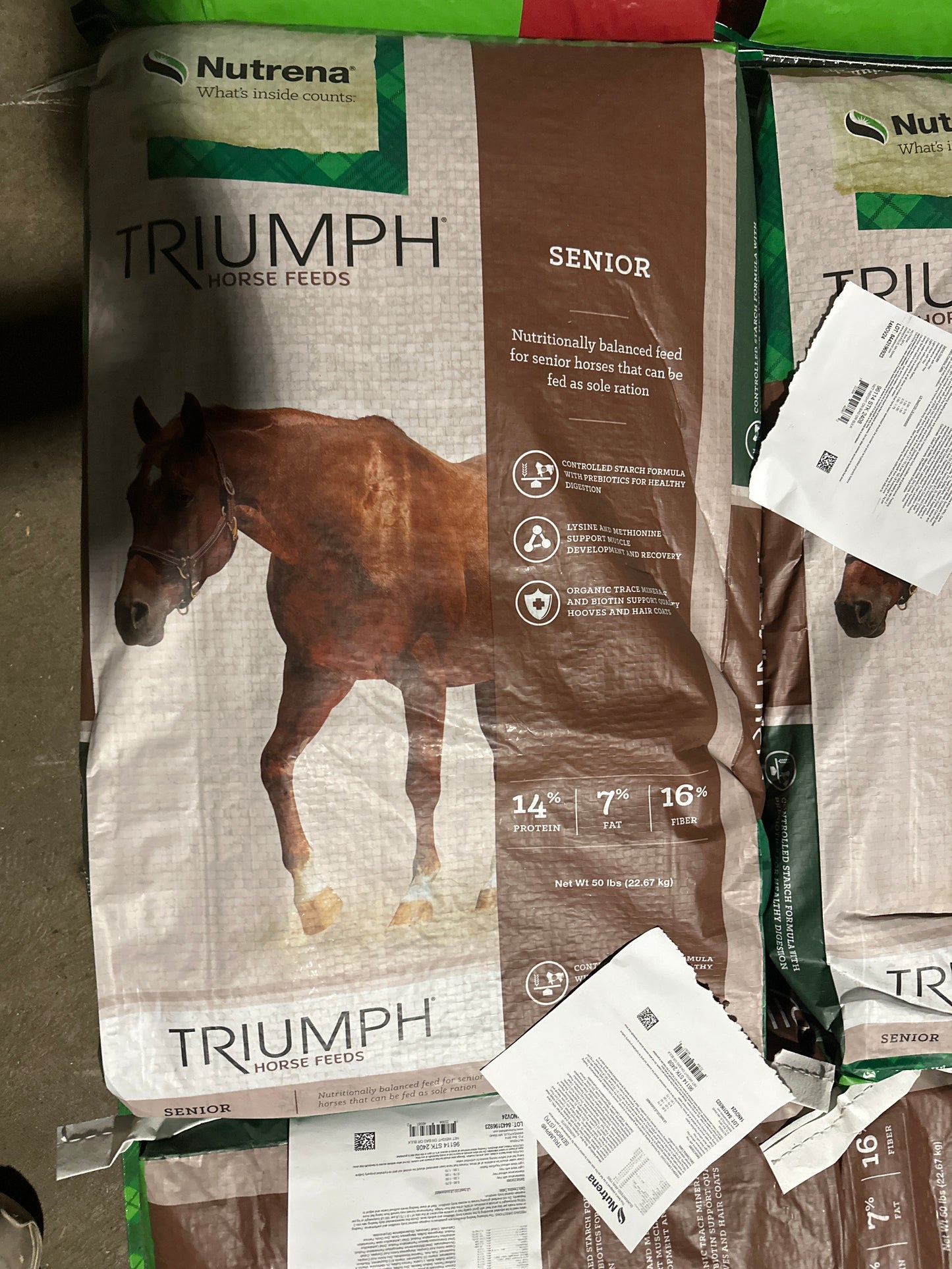Triumph Senior Wet