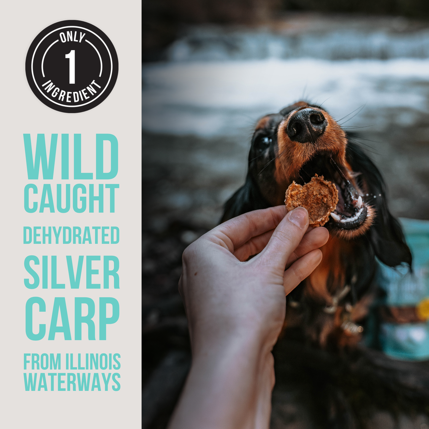 The Only Dehydrated Silver Carp Dogs Need: 3 oz