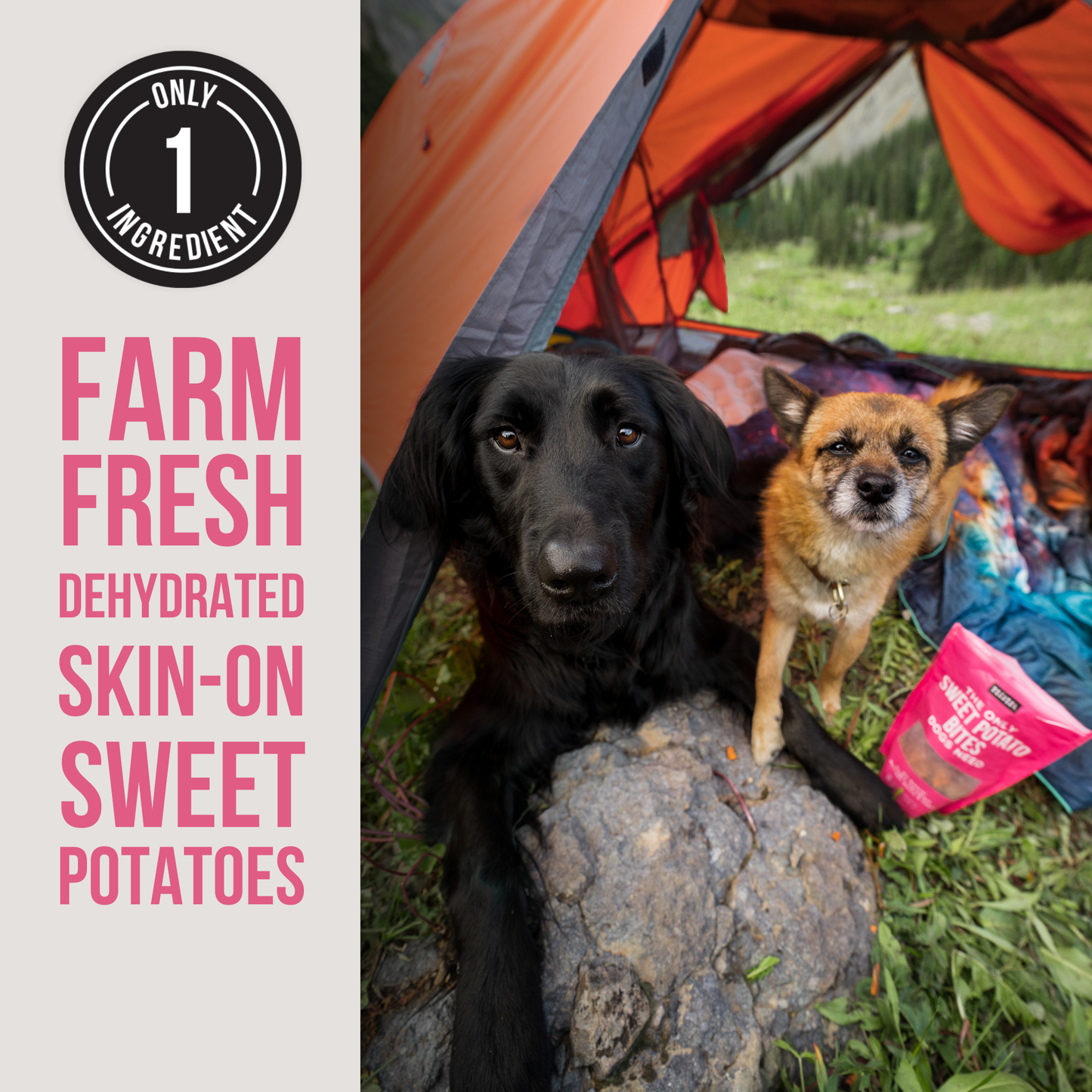 The Only Dehydrated Sweet Potato Bites Dogs Need: 8 oz