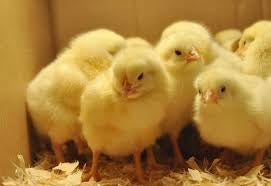 Chicks