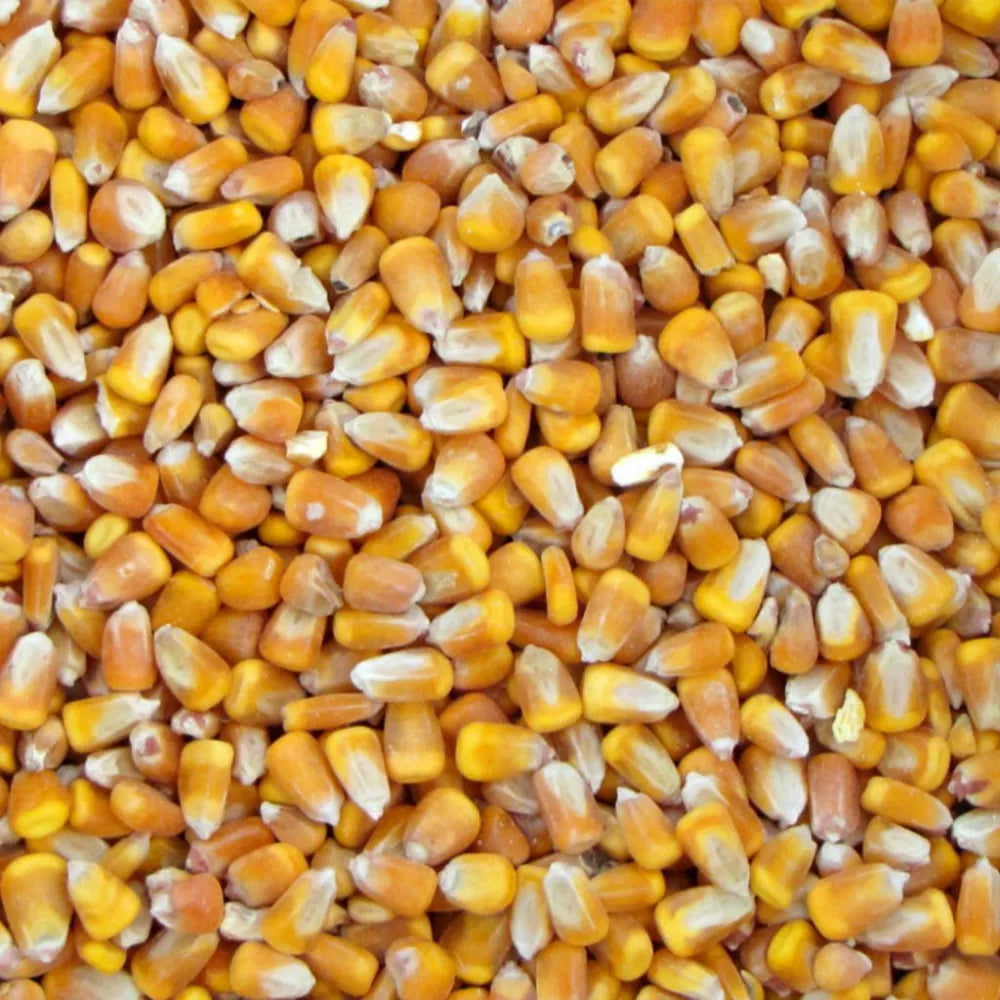 Recleaned Corn