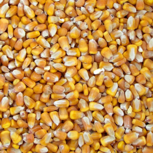 Recleaned Corn