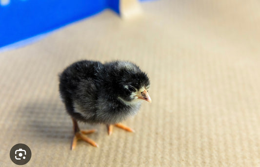 Barred rock (pullet chicks)