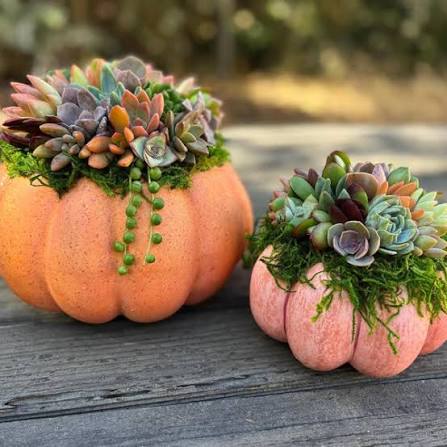 Succulent Pumpkin Project