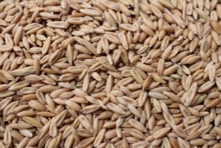 Barley R/C