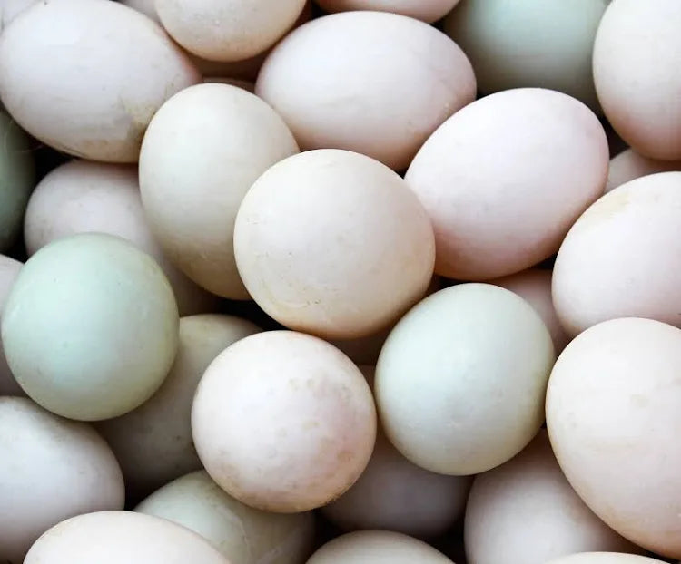 Duck Eggs